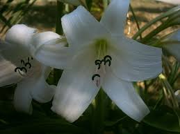 Image result for Crinum lugardiae