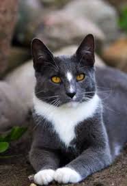 Black And White Cat Breeds With Yellow Eyes Berryfur Is A Riverclan Medicine Cat Apprentice She Is A Grey Cat With White Chest And Paws And Has Yellow Eyes She Gorgeous Cats Beautiful Cats Pretty Cats