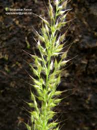 Image result for Arundinella