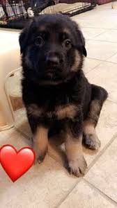 German shepherds are loyal and make excellent guard dogs. Litter Of 4 German Shepherd Dog Puppies For Sale In Memphis Tn Adn 29833 On Puppyfinder Com Gend German Shepherd Puppies German Shepherd German Shepherd Dogs