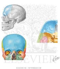 Image result for Frontal Bone