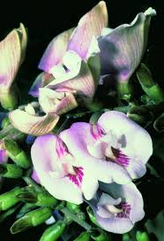 Image result for Brachystegia