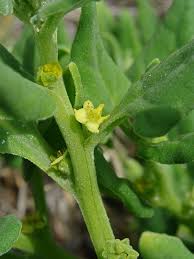 Image result for Tetragonia spicata