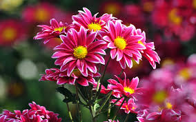 Precedente animali troppo grassi per fare qualsiasi cosa (34 foto). Migliori Immagini Di Fiori Hd Miglior Fiore Wallpaper Hd 1920x1200 Wallpapertip
