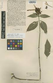 Image result for Blepharis buchneri