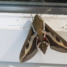 Image result for Hylebates