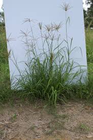 Image result for Chloris mossambicensis