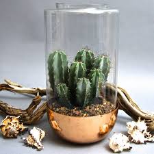 This Copper Accented Cacti London Garden Terrarium Plant Holders