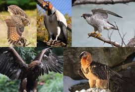 How birds of prey benefit us. Bird Of Prey Wikipedia