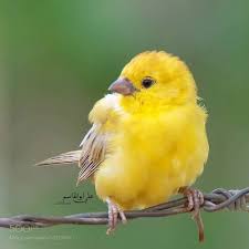 Yellow Birds Of The Southwest Arabian Golden Sparrow By Testman51 Http Ift Tt 2anwqzm Animals Animal Photography Sparrow