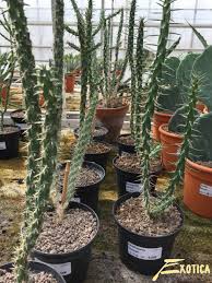 Image result for Opuntia imbricata