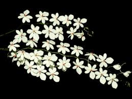 Image result for Aeranthes africana