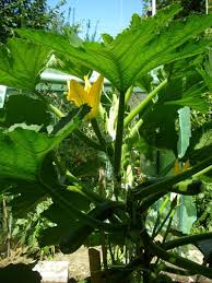 Der anbau ist einfach und daher perfekt für gartenanfänger geeignet, ebenso natürlich für. Pin Auf Gemuse Im Garten Und Mehr