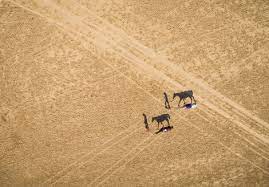 Camel race | al marmoom camel racing dubai подробнее. Aerial View Of Al Marmoum Camel Racetrack In Dubai U A E Aaef03172 Amazing Aerial Westend61