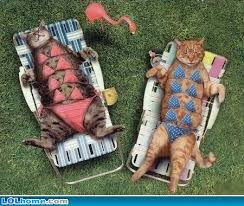 Grappige Plaatjes Grappige Foto S Grappige Afbeeldingen Grappige Dierenfoto S Grappige Dieren Grappige Huisdieren