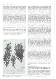 Image result for Melolobium