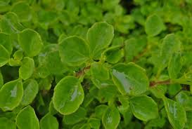 Image result for Aeollanthus suaveolens