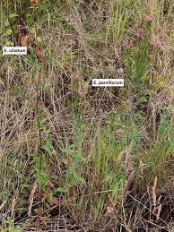Image result for Epilobium stereophyllum