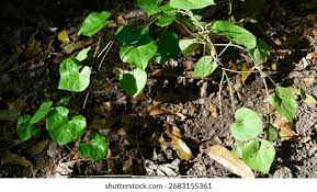 Image result for Dioscorea dregeana