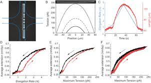 To stretch the rotator cuff, sling a towel over your shoulder and grab the lower end behind your back with one hand. Stretching Dna To Twice The Normal Length With Single Molecule Hydrodynamic Trapping Biorxiv