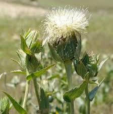 Image result for Calostephane divaricata