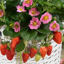 Gurney S 2 50 In Pot Gasana Ever Bearing Strawberry Fragaria Live Potted Fruiting Plant 1 Pack 67094 Strawberry Plants Everbearing Strawberries Edible Plants