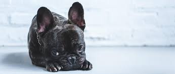 French bulldogs have a relatively moderate life expectancy under ideal conditions, especially french bulldogs are replete with health problems within the breed and there are many factors to consider when trying to get a sense of how long your. Do French Bulldogs Do Well At Home Alone And For How Long