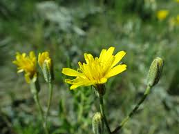 Image result for Crepis urundica