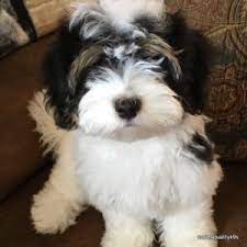 We also show our dogs in akc shows we have a great time together. Havanese Puppies For Sale In Michigan Susie S Quality K9 S