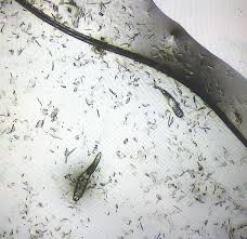 Image result for what do Mallophaga look like in dog fur