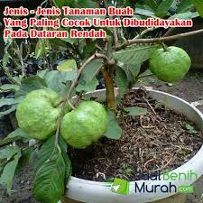 Langsung sebagai buah meja, seperti duku (l. Aneka Jenis Bibit Tanaman Buah Yang Cocok Untuk Dibudidayakan Di Dataran Rendah Jualbenihmurah Com