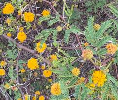Image result for Acacia