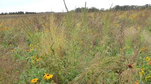 We would like to show you a description here but the site won't allow us. Chasing Palmer Minnesota Tries To Stop High Cost Invasive Weed Mpr News