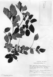 Image result for Albizia grandibracteata