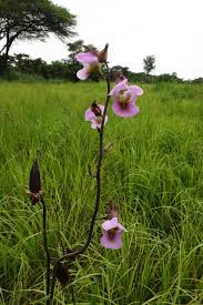 Image result for Ipomoea prismatosyphon
