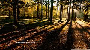 Available in hd, 4k resolutions for desktop & mobile phones. Download Wallpaper Gif Nature Hd Cikimm Com