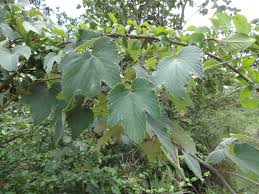 Image result for Ampelocissus