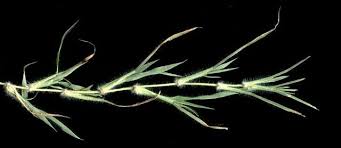 Image result for Digitaria acuminatissima