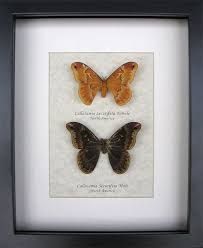 Real Moths Sweetbay Silkmoth Callosamia Securifera In Museum Quality Display Butterfly Frame Insect Art Sweetbay