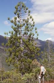 Image result for Arauk rie Araucaria