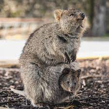 Snug Baby Quokka Quokka Cute Baby Animals Animal Photo