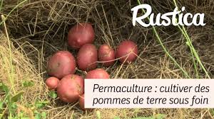 Comment Planter La Pomme De Terre Sous Foin