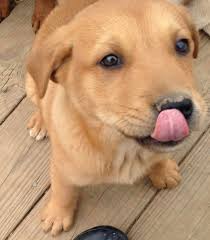 Find golden retriever puppies and breeders in your area and helpful golden retriever information. Adopt Dash On Petfinder Golden Retriever Golden Retriever Mix Doberman