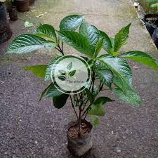 Kini saatnya mencoba meramu manfaat daun keji beling sebagai obat kuat peningkat stamina. Bibit Tanaman Keji Beling Pohon Keji Beling Bibit Keji Beling Pohon Pecah Beling Daun Pecah Beling Shopee Indonesia