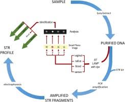8 ball pool let's you shoot some stick with competitors around the world. A Novel Loop Mediated Isothermal Amplification Method For Identification Of Four Body Fluids With Smartphone Detection Forensic Science International Genetics