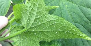 Image result for whitefly in cucumber