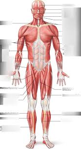 Skeletal muscles are the only voluntary muscle tissue in the human body and control every action that a person consciously performs. Human Body Muscles Right Side Only Diagram Quizlet
