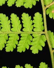 Image result for Diplazium humbertii