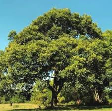 Image result for Pleurostylia capensis