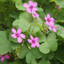 カタバミ科の花